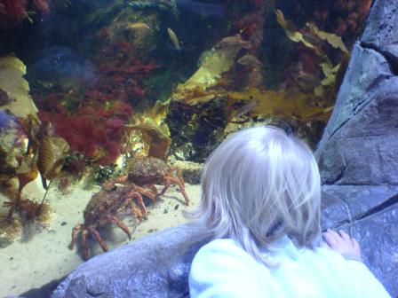 Crabs at the Horniman Museum
